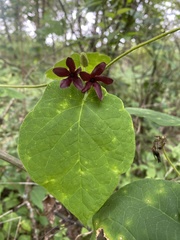 Matelea decipiens