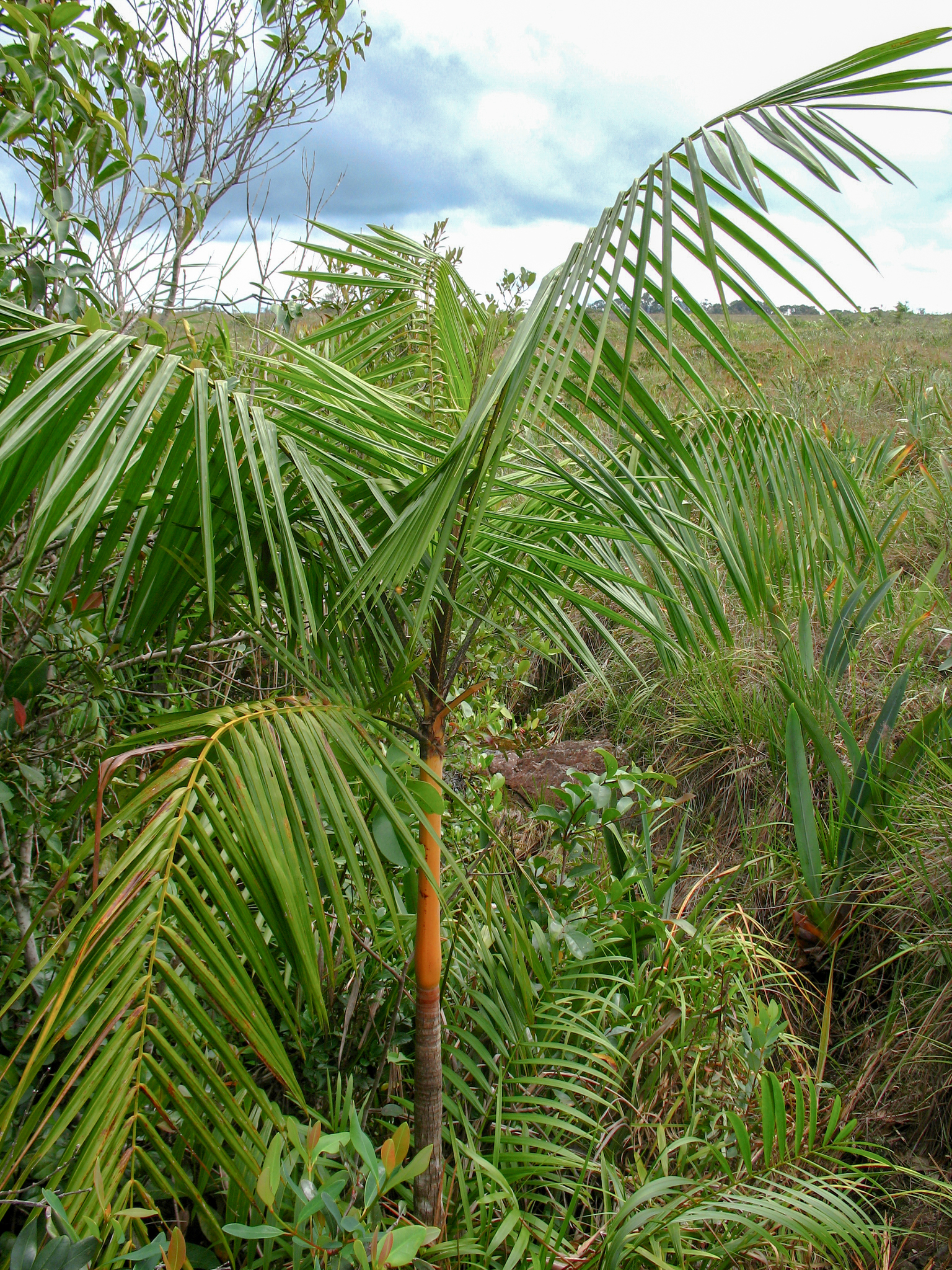 Euterpe catinga