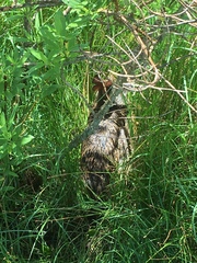 Sylvilagus palustris