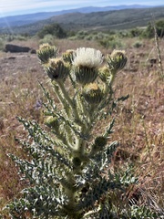 Cirsium cymosum
