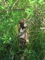 Sylvilagus palustris