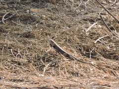 Sceloporus edbelli