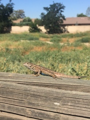 Sceloporus occidentalis