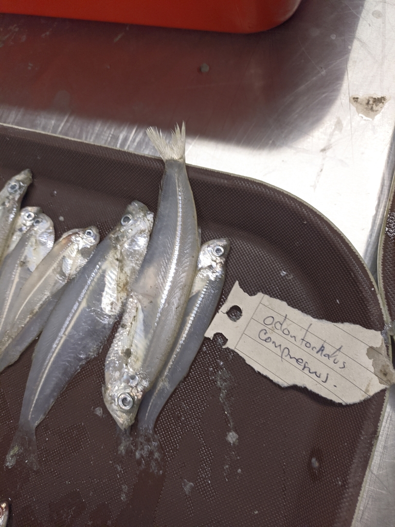 Caribbean Longfin Herring