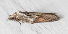 Acleris maculidorsana