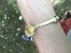 Amanita multisquamosa