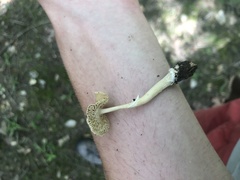 Amanita multisquamosa