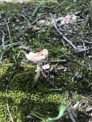Amanita multisquamosa