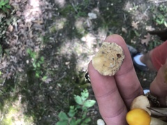 Amanita multisquamosa