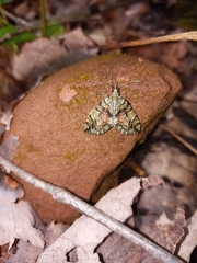 Hydriomena perfracta