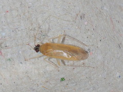 Phylus melanocephalus