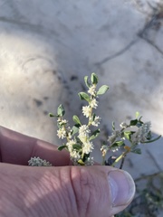 Guilleminea