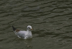 Chroicocephalus ridibundus