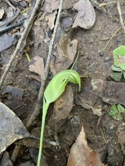 Pterostylis ophioglossa