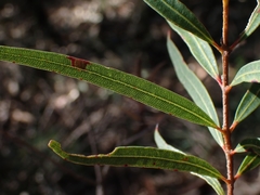 Angophora bakeri