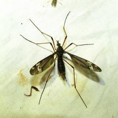 Tipula fuliginosa
