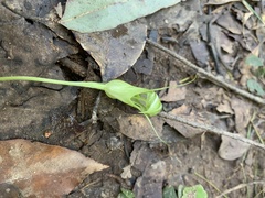 Pterostylis ophioglossa
