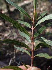 Angophora bakeri