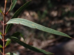 Angophora bakeri