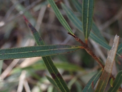 Angophora bakeri