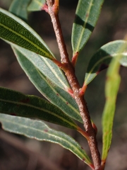 Angophora bakeri