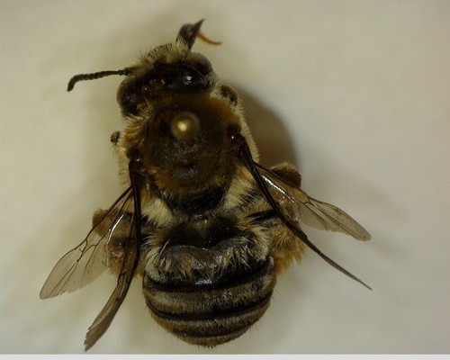 iNaturalist observation photo of Eucera