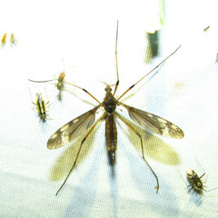 Tipula fuliginosa