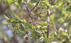 Celtis caudata