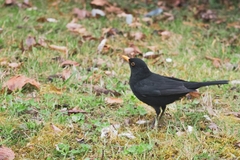 Turdus merula