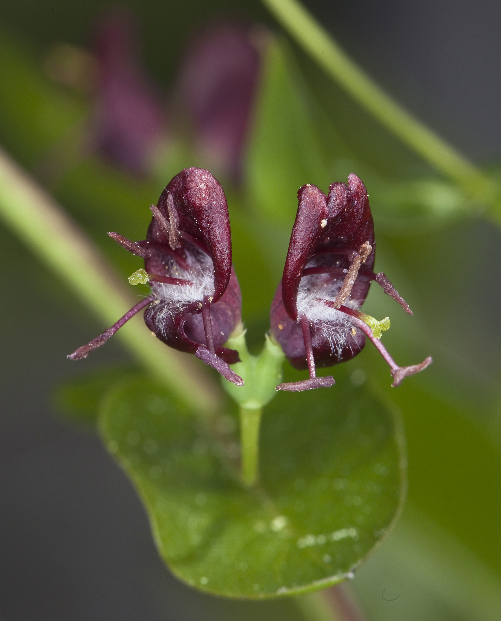 Lonicera conjugialis
