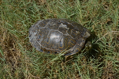Trachemys taylori