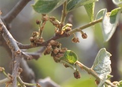 Celtis caudata