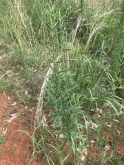 Eupatorium torreyanum