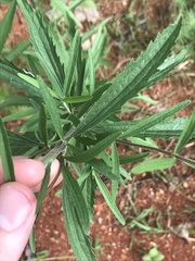 Eupatorium torreyanum
