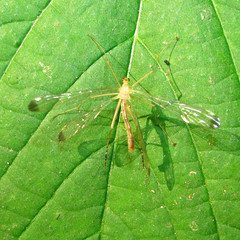 Hylobittacus apicalis