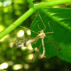Hylobittacus apicalis