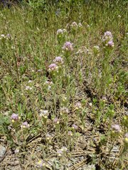 Castilleja lineariloba