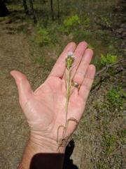 Castilleja lineariloba