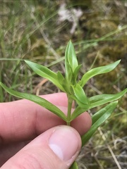 Sabatia capitata