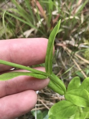 Sabatia capitata