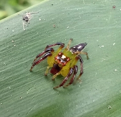 Acragas trimaculatus