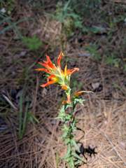 Castilleja disticha