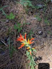 Castilleja disticha