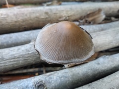 Psathyrellaceae