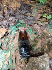 Cryptotympana holsti