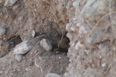 Cratogeomys castanops