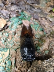 Cryptotympana holsti