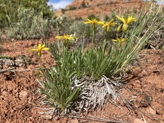 Stenotus armerioides