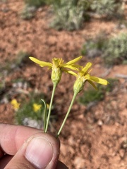 Stenotus armerioides