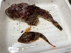 Myoxocephalus scorpius